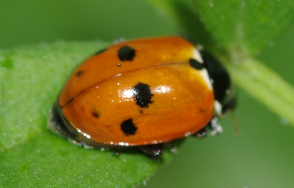 Coccinella - Hippodamia variegata